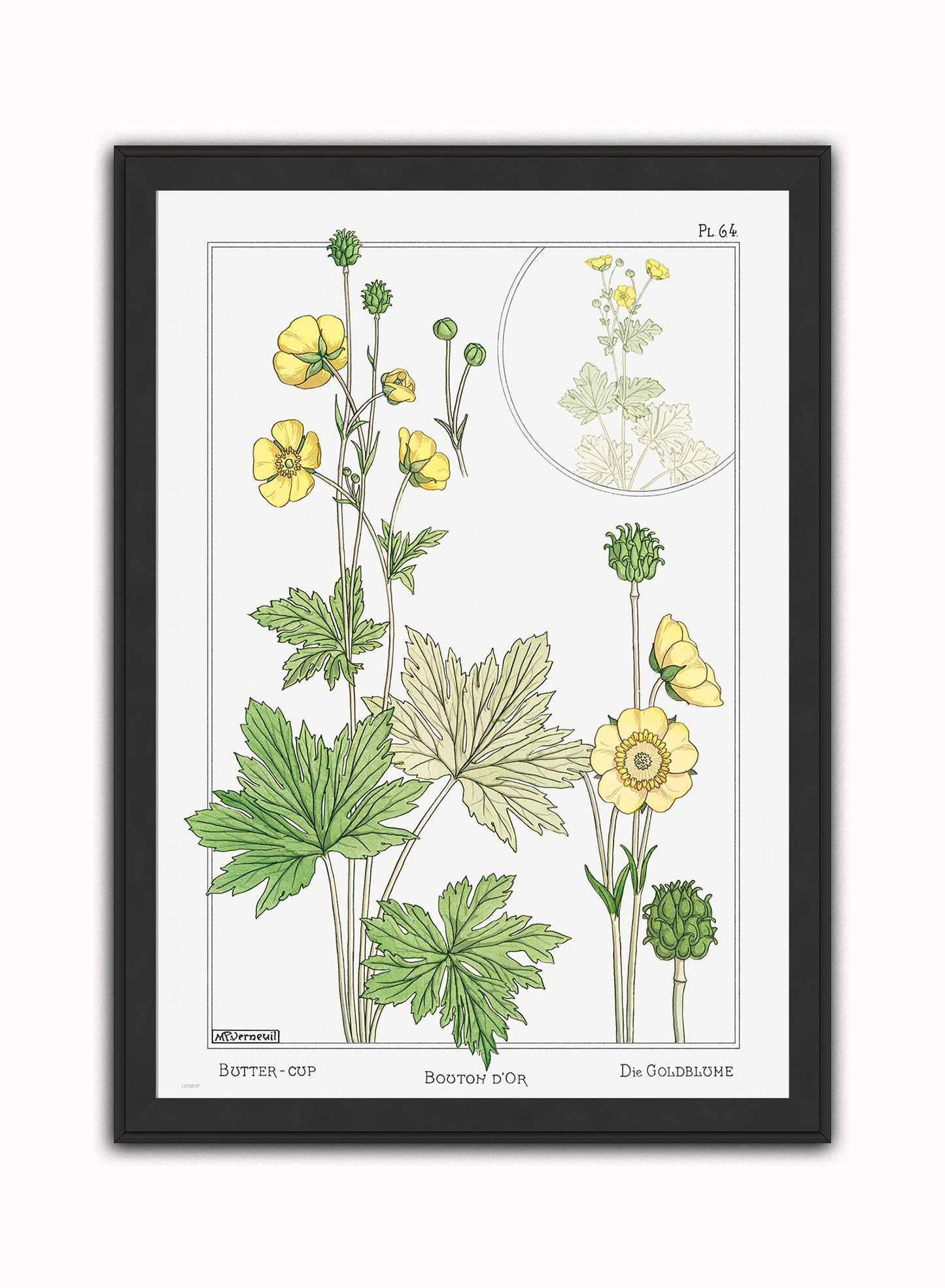 Botanical Print – Maurice Pillard Verneuil. Botanical Wall Art 50x70cm Black Frame