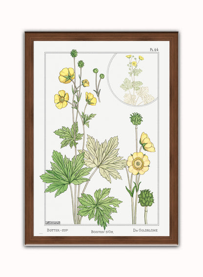Botanical Print – Maurice Pillard Verneuil. Botanical Wall Art 50x70cm Dark Wood Frame