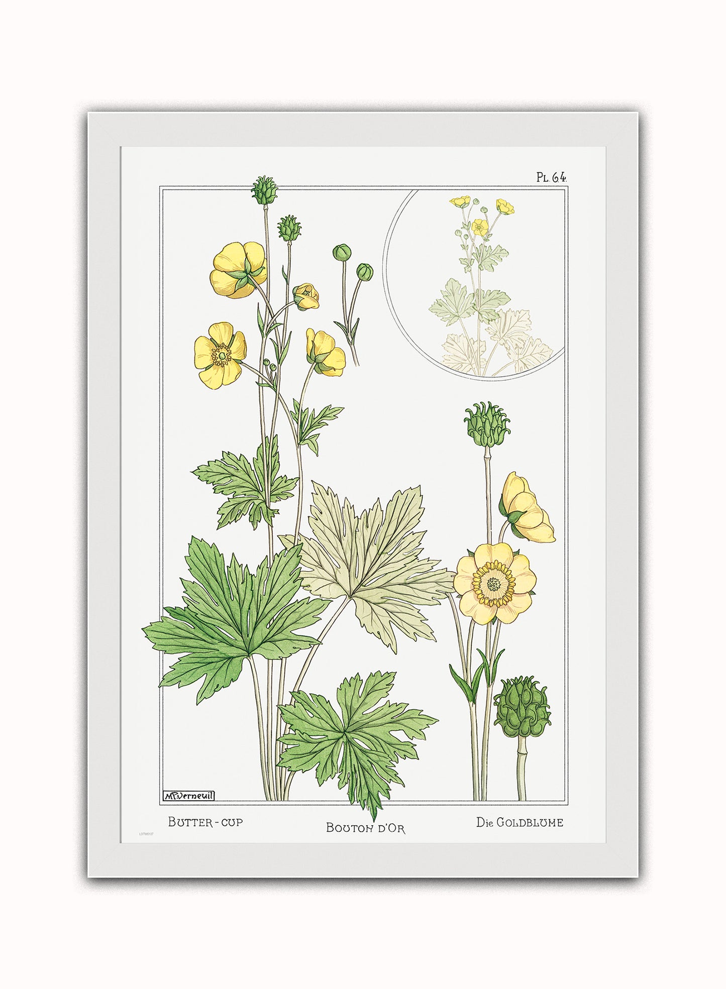 Botanical Print – Maurice Pillard Verneuil. Botanical Wall Art 50x70cm White Frame