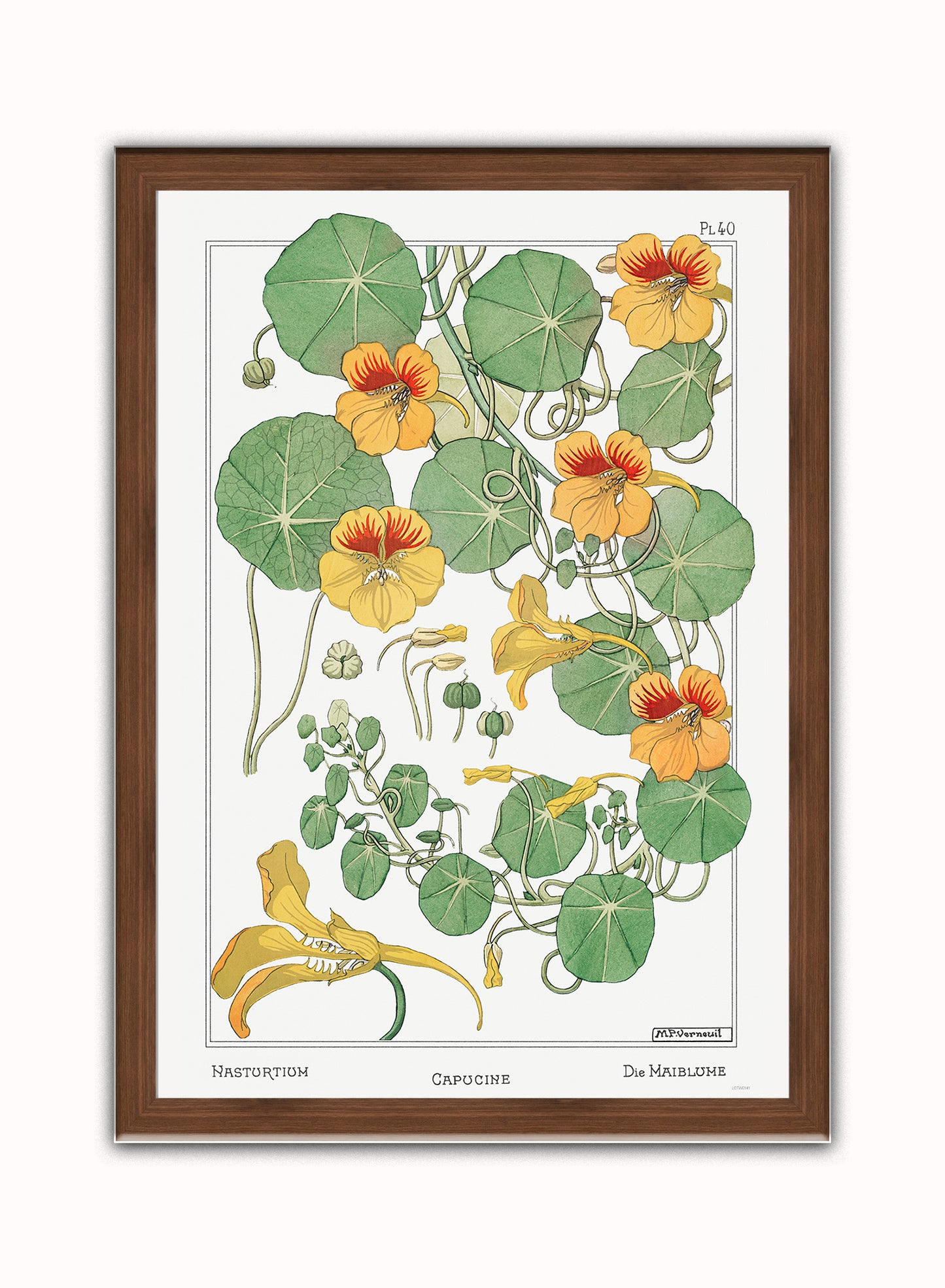 Botanical Print – Maurice Pillard Verneuil. Botanical Wall Art 50x70cm Dark Wood Frame