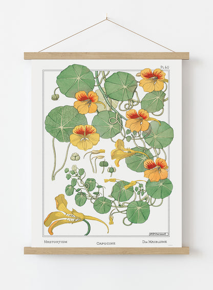 Botanical Print – Maurice Pillard Verneuil. Botanical Wall Art 50x70cm Poster Hanger