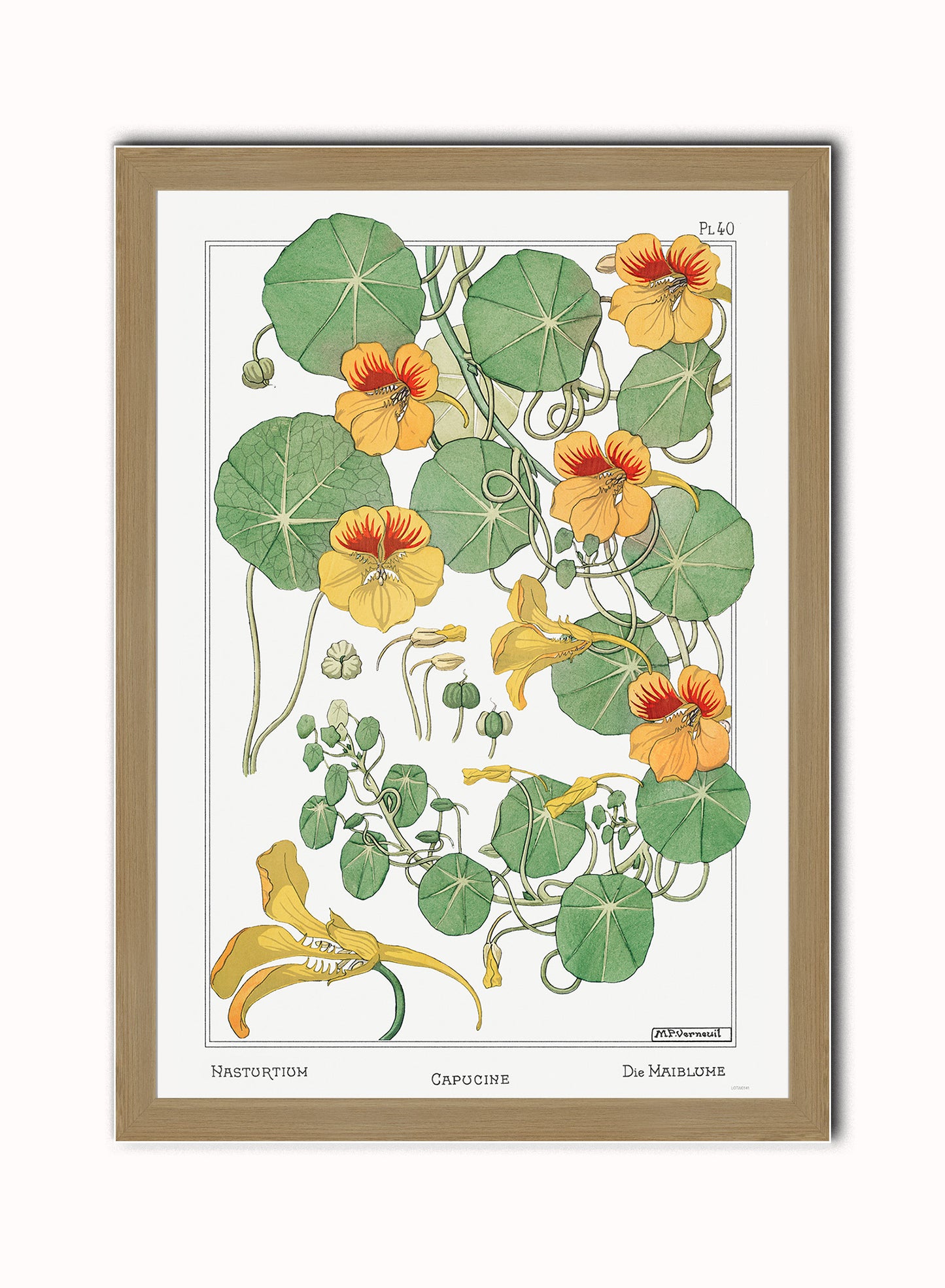 Botanical Print – Maurice Pillard Verneuil. Botanical Wall Art 50x70cm Light Wood Frame