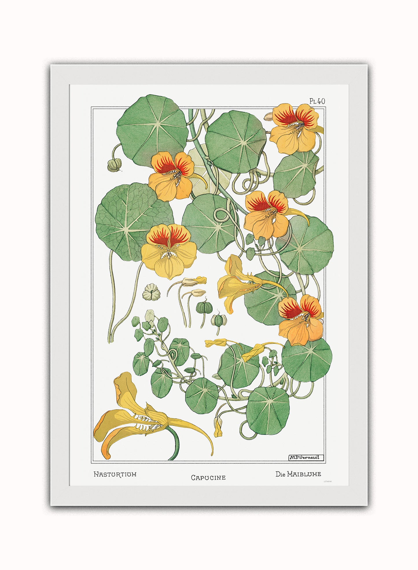 Botanical Print – Maurice Pillard Verneuil. Botanical Wall Art 50x70cm White Frame