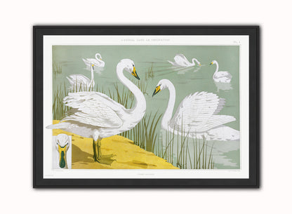 Cygne sauvage from animal dans la dŽcoration (1897) illustrated by Maurice Pillard Verneuil Print – Maurice Pillard Verneuil Vintage Art Wall Art 50x70cm Black Frame