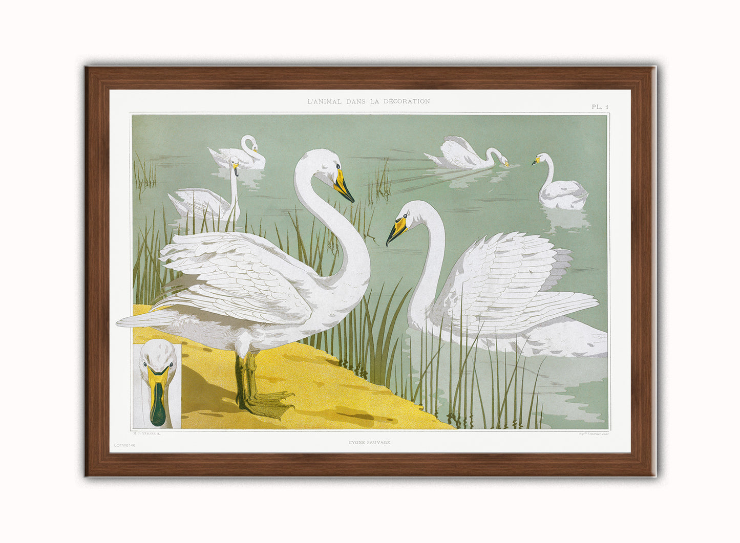 Cygne sauvage from animal dans la dŽcoration (1897) illustrated by Maurice Pillard Verneuil Print – Maurice Pillard Verneuil Vintage Art Wall Art 50x70cm Dark Wood Frame