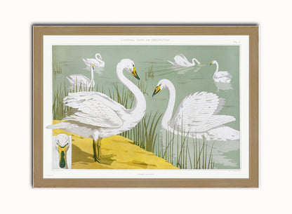 Cygne sauvage from animal dans la dŽcoration (1897) illustrated by Maurice Pillard Verneuil Print – Maurice Pillard Verneuil Vintage Art Wall Art 50x70cm Light Wood Frame
