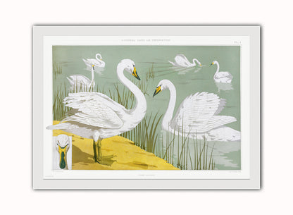 Cygne sauvage from animal dans la dŽcoration (1897) illustrated by Maurice Pillard Verneuil Print – Maurice Pillard Verneuil Vintage Art Wall Art 50x70cm White Frame
