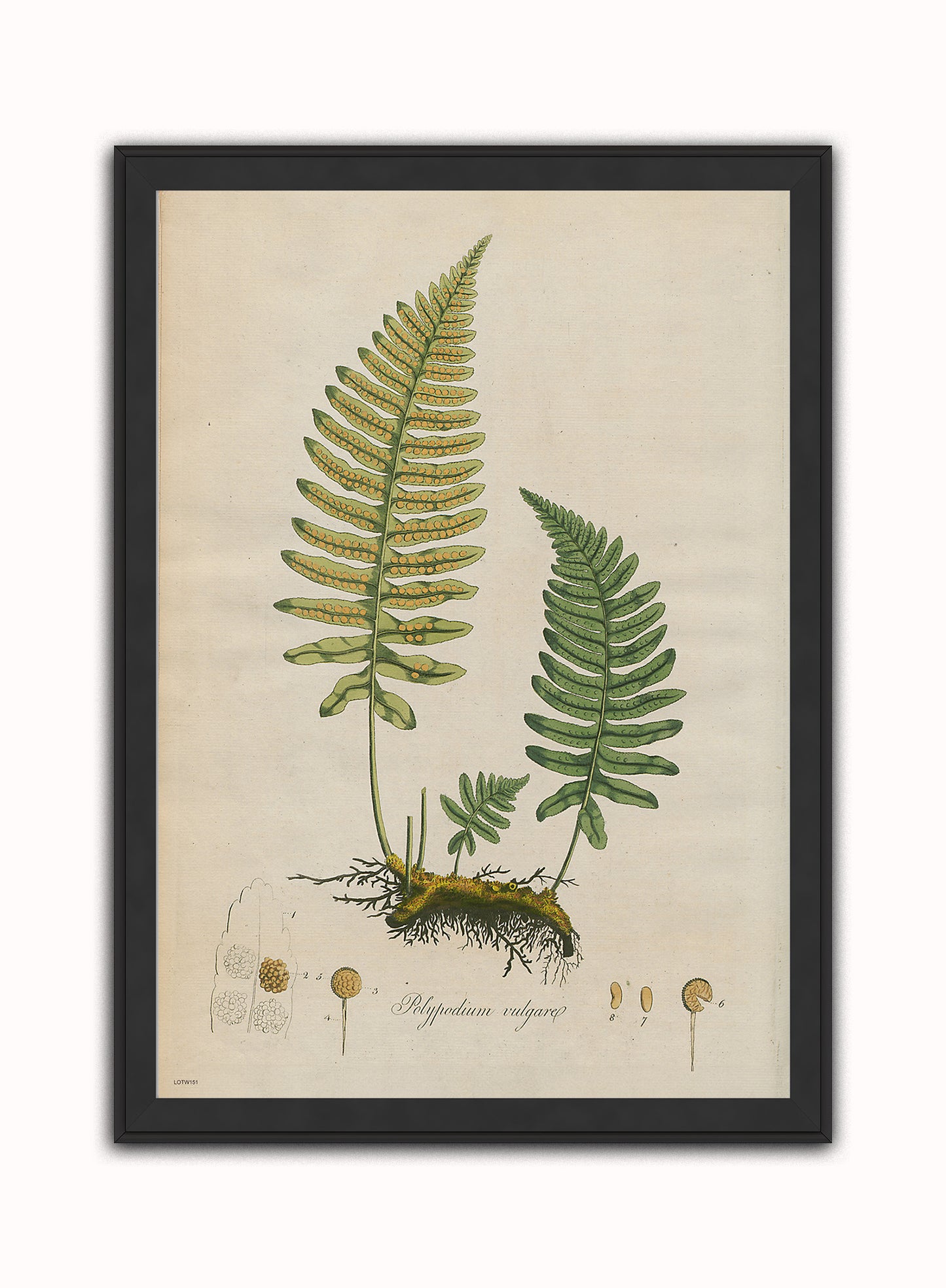 Polypodium Vulgare Fern Natural History Vintage Poster Wall Art Print 50x70cm Black Frame