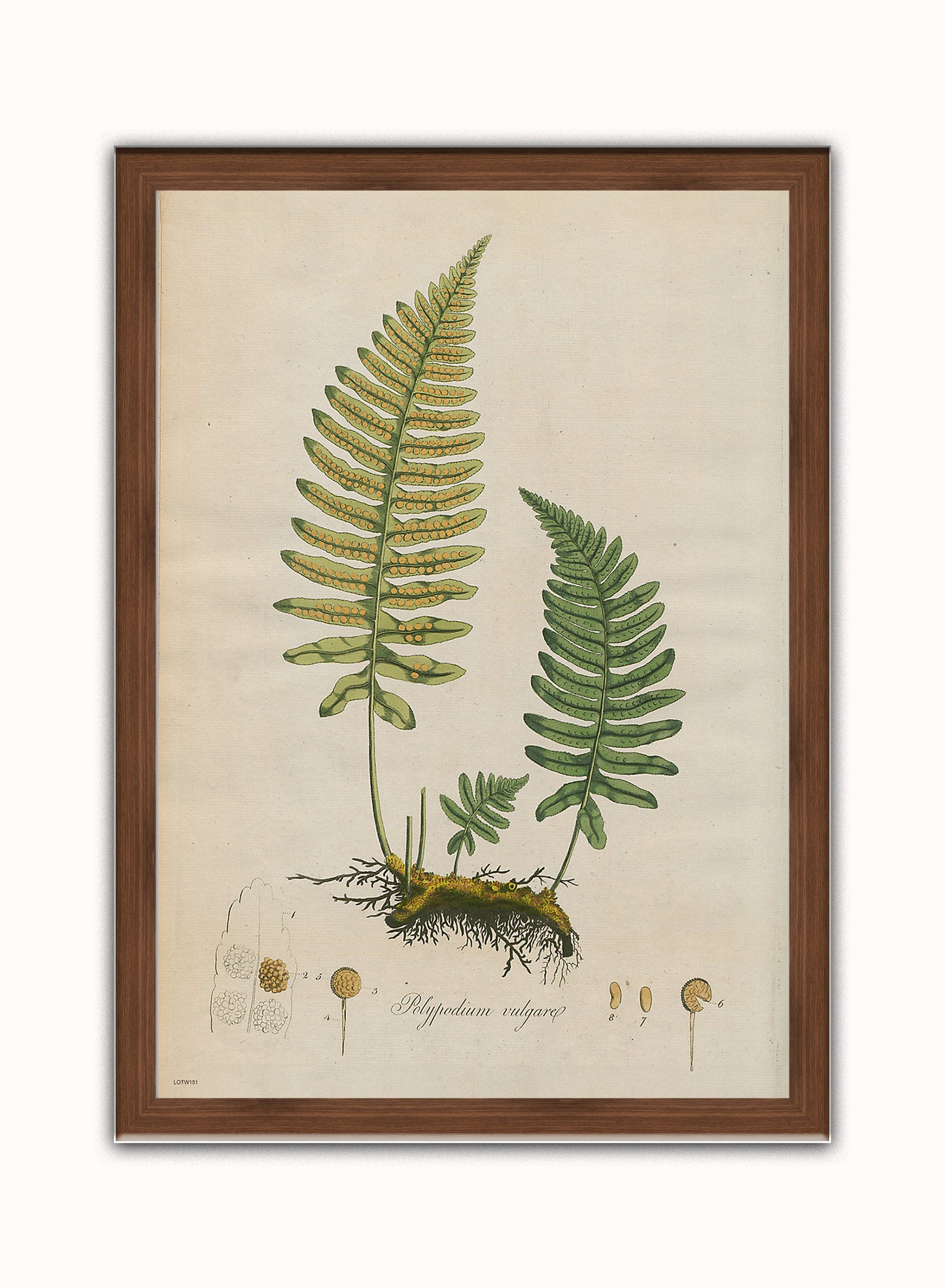 Polypodium Vulgare Fern Natural History Vintage Poster Wall Art Print 50x70cm Dark Wood Frame