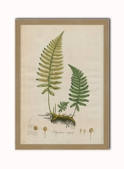 Botanical & Natural History Wall Art Set of 4 – Framed Vintage Prints 50x70cm