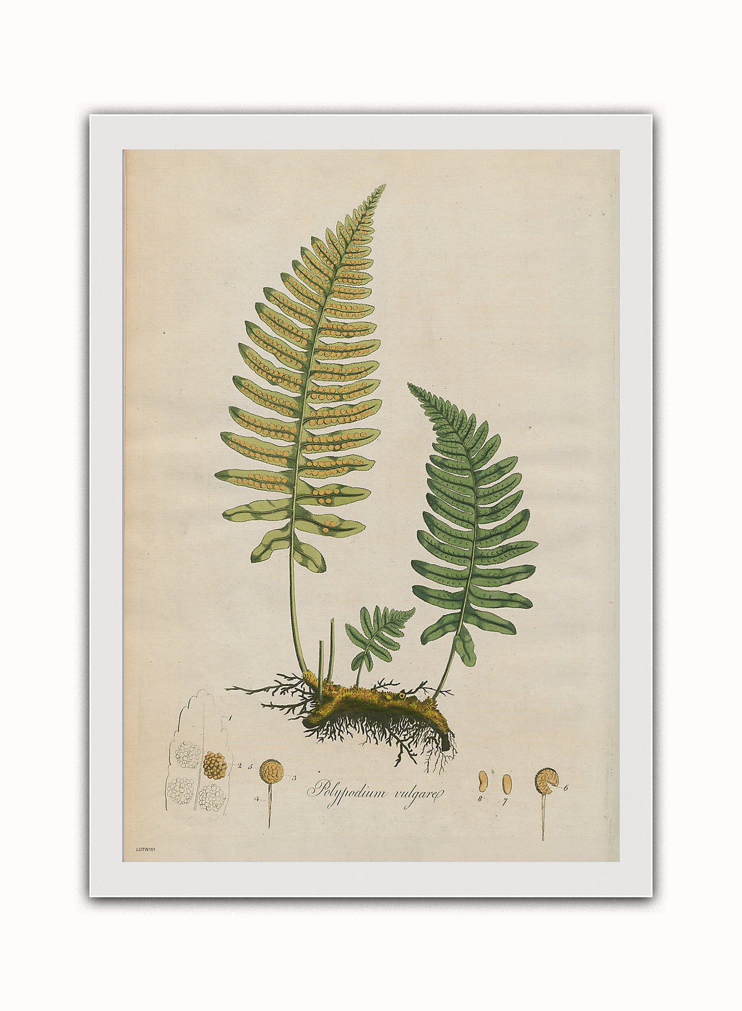 Polypodium Vulgare Fern Natural History Vintage Poster Wall Art Print 50x70cm White Frame