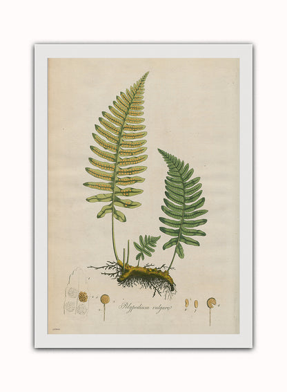 Polypodium Vulgare Fern Natural History Vintage Poster Wall Art Print 50x70cm White Frame
