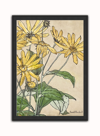 Sunflowers (1915) by Hannah Borger Overbeck Botanical Print – Hannah Borger Overbeck Botanical Botanical Wall Art 50x70cm Black Frame