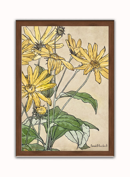Sunflowers (1915) by Hannah Borger Overbeck Botanical Print – Hannah Borger Overbeck Botanical Botanical Wall Art 50x70cm Dark Wood Frame