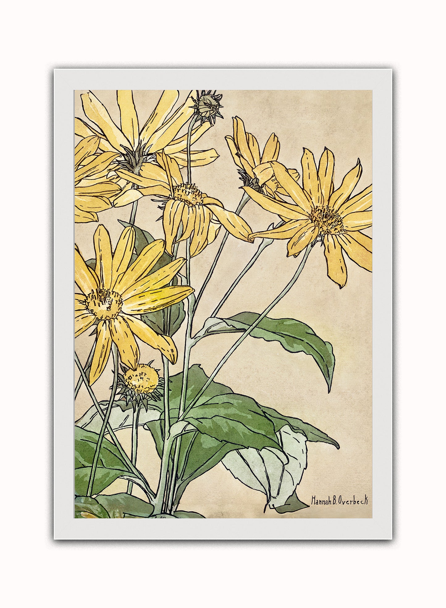 Sunflowers (1915) by Hannah Borger Overbeck Botanical Print – Hannah Borger Overbeck Botanical Botanical Wall Art 50x70cm White Frame