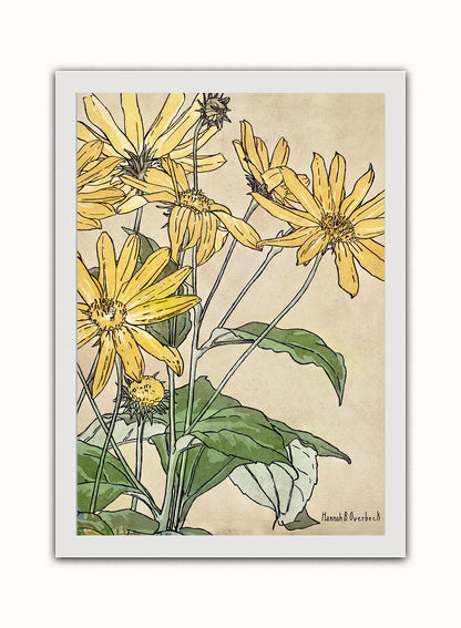 Sunflowers (1915) by Hannah Borger Overbeck Botanical Print – Hannah Borger Overbeck Botanical Botanical Wall Art 50x70cm White Frame