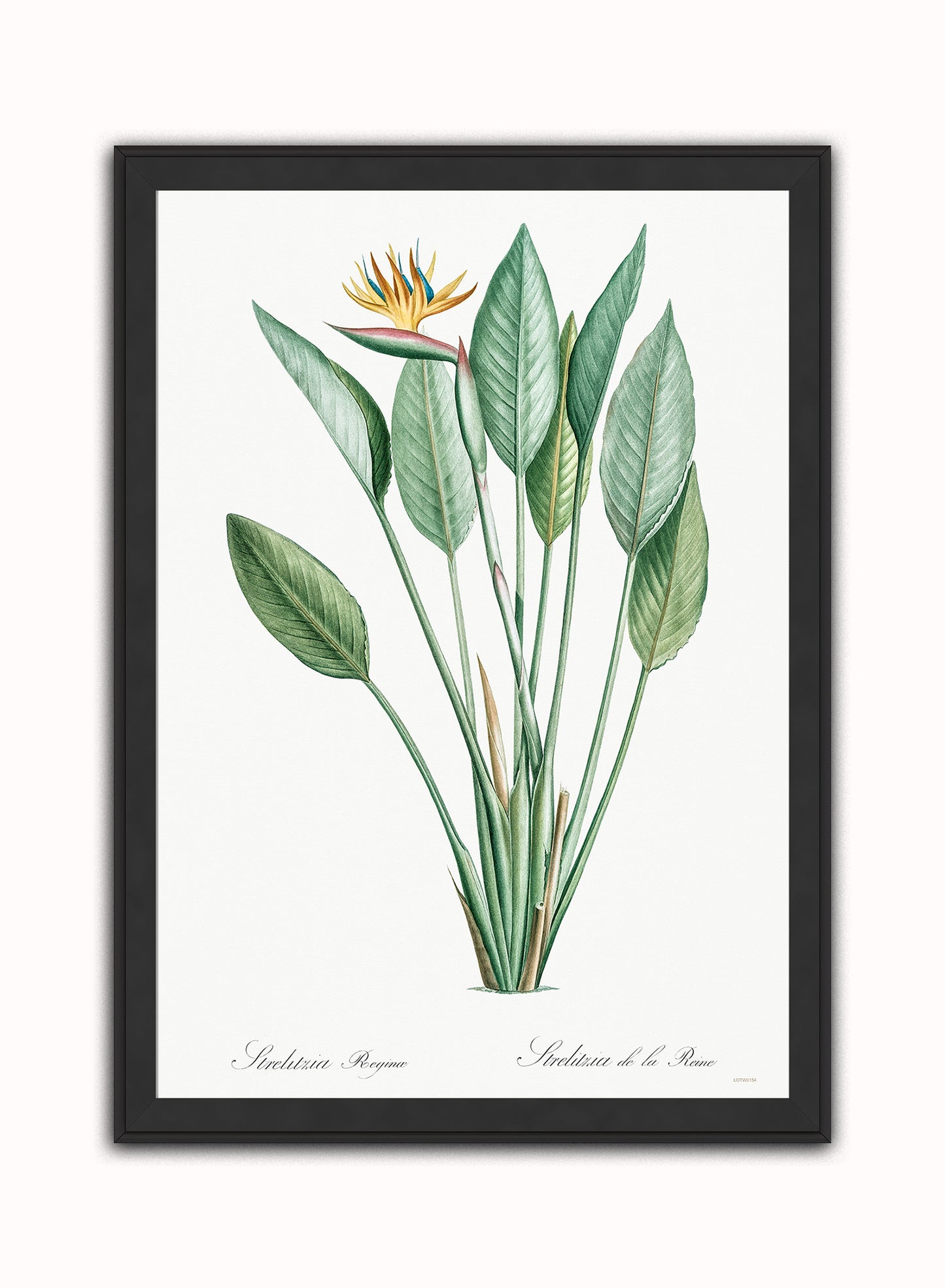 Bird of paradise, crane flower by Pierre-Joseph Redouté Botanical Wall Art Print 50x70cm Black Frame