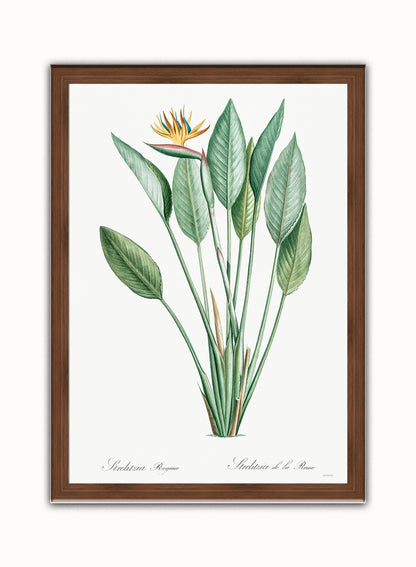 Bird of paradise, crane flower by Pierre-Joseph Redouté Botanical Wall Art Print 50x70cm Dark Wood Frame