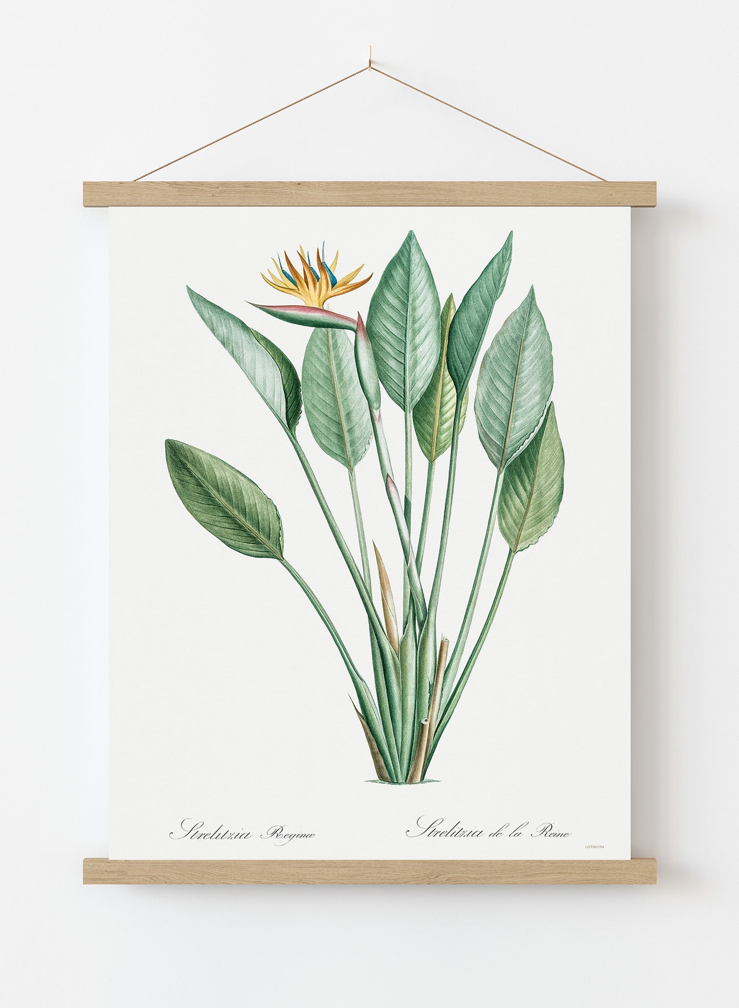 Bird of paradise, crane flower by Pierre-Joseph Redouté Botanical Wall Art Print 50x70cm Poster Hanger