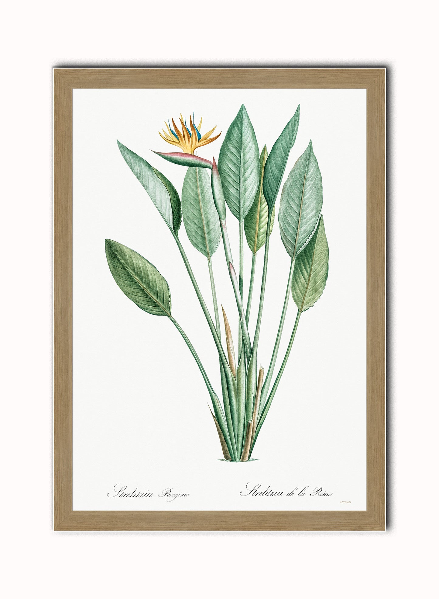 Bird of paradise, crane flower by Pierre-Joseph Redouté Botanical Wall Art Print 50x70cm Light Wood Frame