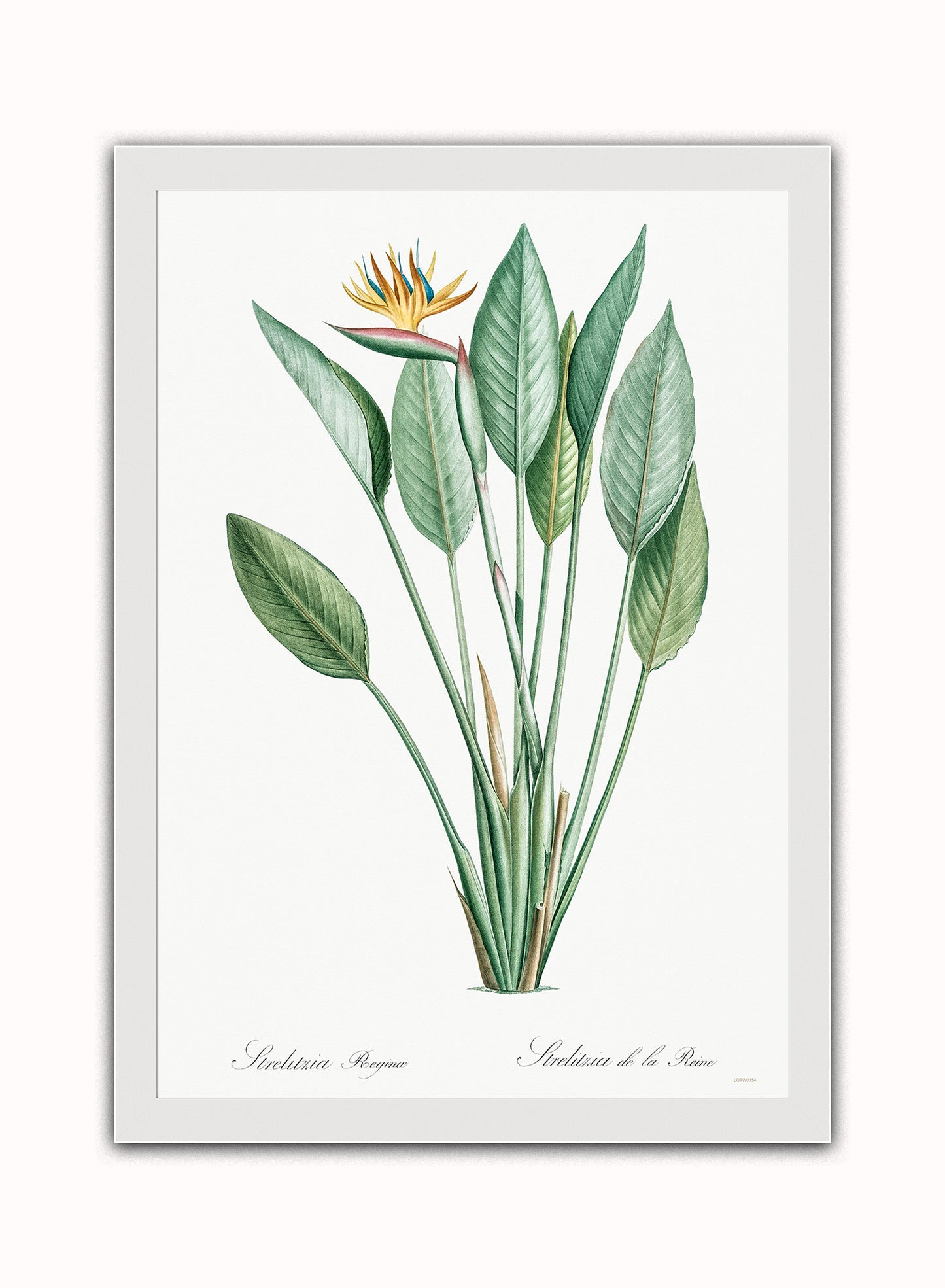 Bird of paradise, crane flower by Pierre-Joseph Redouté Botanical Wall Art Print 50x70cm White Frame