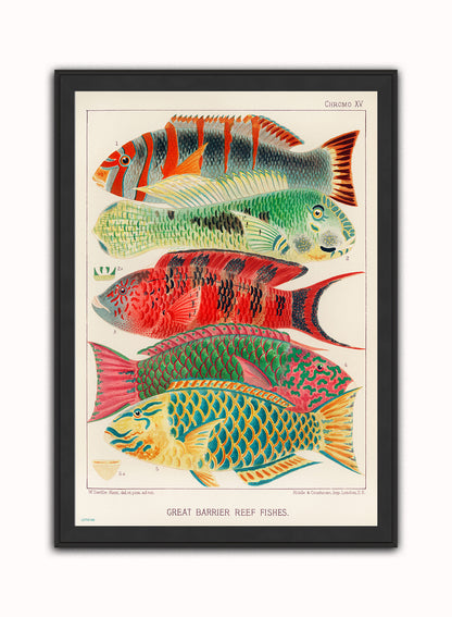 Great Barrier Reef Vintage Poster Wall Art Print 50x70cm Black Frame