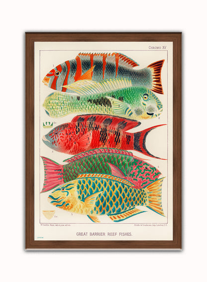 Great Barrier Reef Vintage Poster Wall Art Print 50x70cm Dark Wood Frame