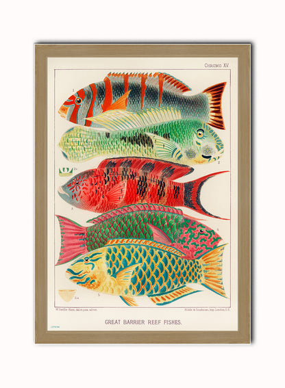 Great Barrier Reef Vintage Poster Wall Art Print 50x70cm Light Wood Frame
