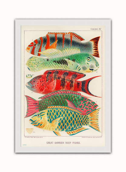 Great Barrier Reef Vintage Poster Wall Art Print 50x70cm White Frame