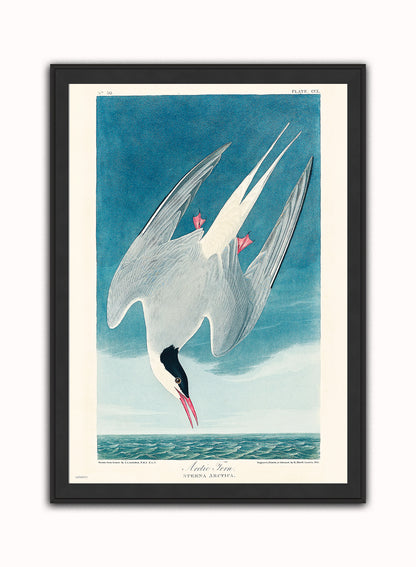 Natural History, Arctic Tern by John James Audubon, Vintage Animals Bird Art Print Poster Print – John James Audubon, Vintage Animals Bird Art Print Poster Vintage Poster Wall Art 50x70cm Black Frame