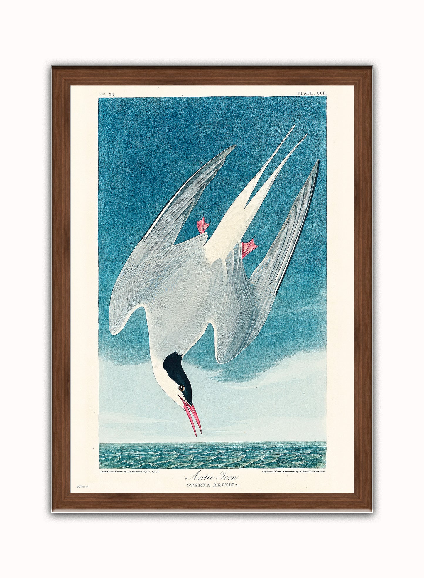 Natural History, Arctic Tern by John James Audubon, Vintage Animals Bird Art Print Poster Print – John James Audubon, Vintage Animals Bird Art Print Poster Vintage Poster Wall Art 50x70cm Dark Wood Frame