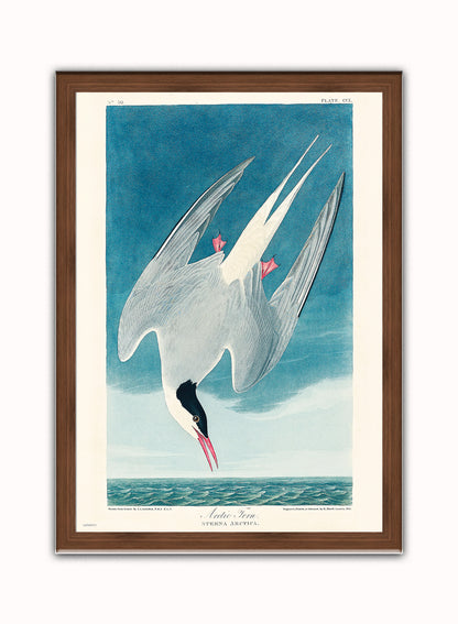 Natural History, Arctic Tern by John James Audubon, Vintage Animals Bird Art Print Poster Print – John James Audubon, Vintage Animals Bird Art Print Poster Vintage Poster Wall Art 50x70cm Dark Wood Frame