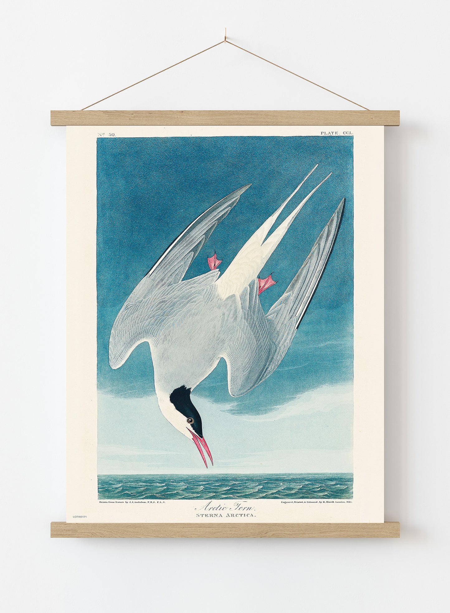 Natural History, Arctic Tern by John James Audubon, Vintage Animals Bird Art Print Poster Print – John James Audubon, Vintage Animals Bird Art Print Poster Vintage Poster Wall Art 50x70cm Poster Hanger