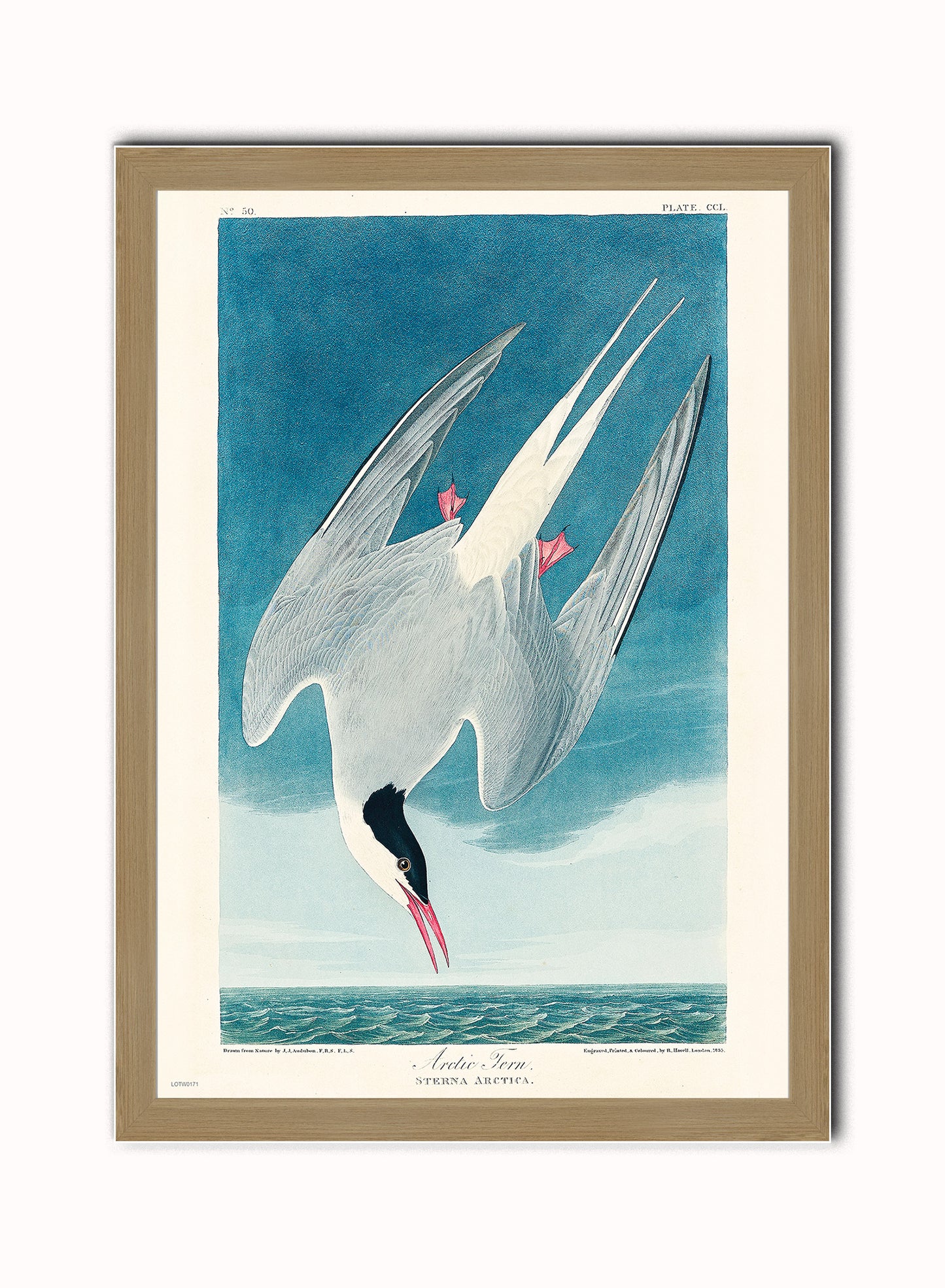 Natural History, Arctic Tern by John James Audubon, Vintage Animals Bird Art Print Poster Print – John James Audubon, Vintage Animals Bird Art Print Poster Vintage Poster Wall Art 50x70cm Light Wood Frame