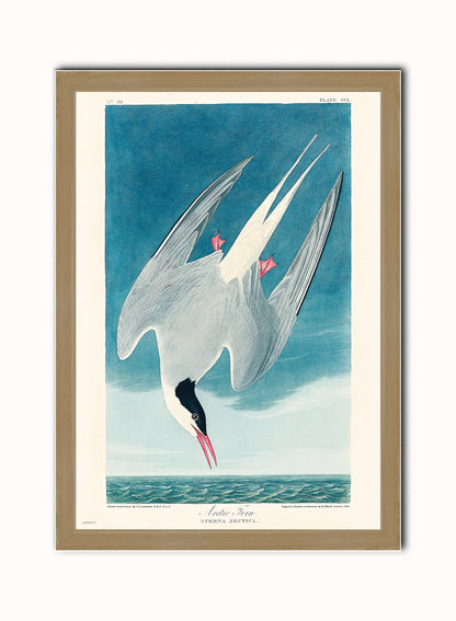 Natural History, Arctic Tern by John James Audubon, Vintage Animals Bird Art Print Poster Print – John James Audubon, Vintage Animals Bird Art Print Poster Vintage Poster Wall Art 50x70cm Light Wood Frame