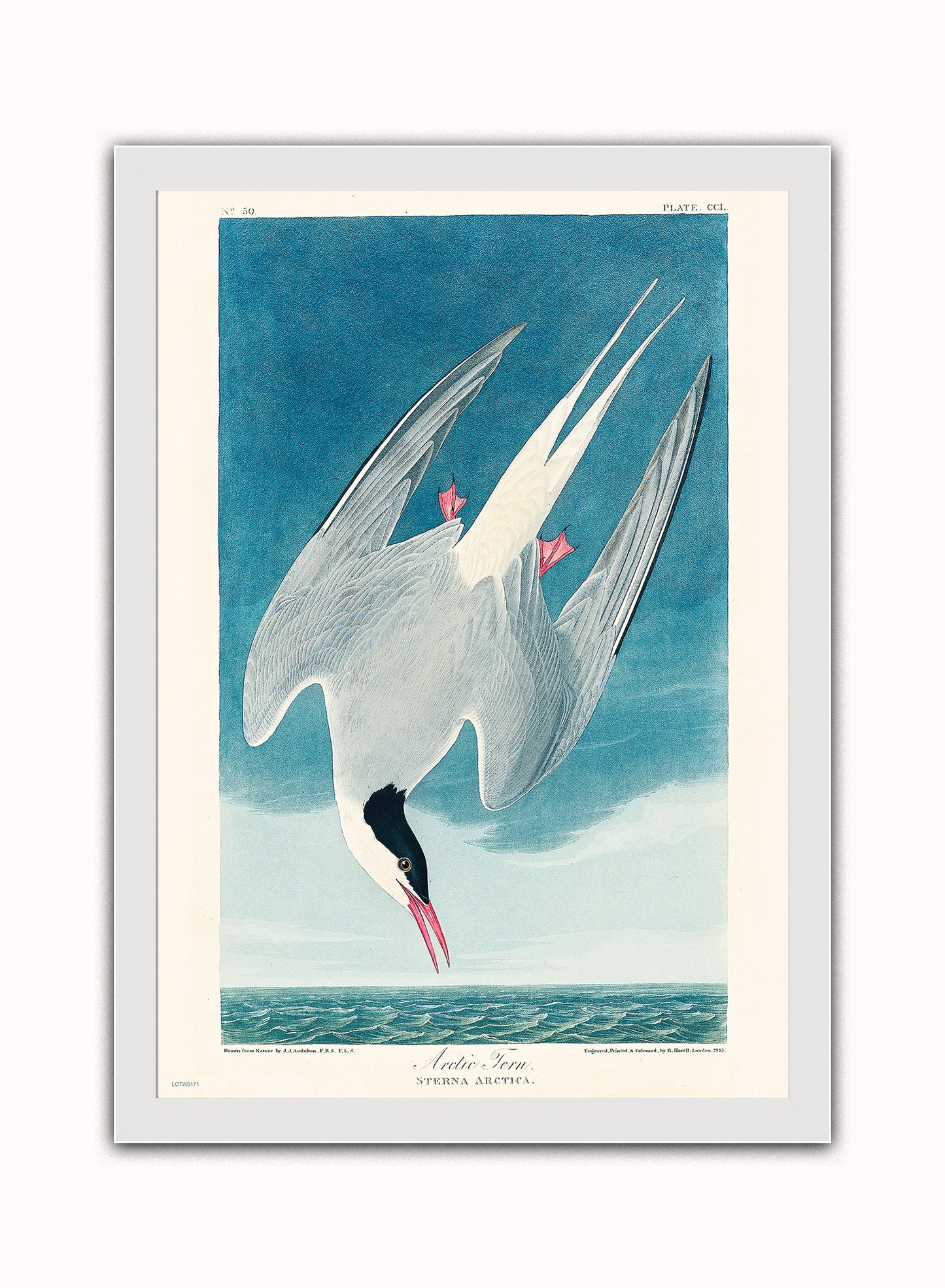 Natural History, Arctic Tern by John James Audubon, Vintage Animals Bird Art Print Poster Print – John James Audubon, Vintage Animals Bird Art Print Poster Vintage Poster Wall Art 50x70cm White Frame
