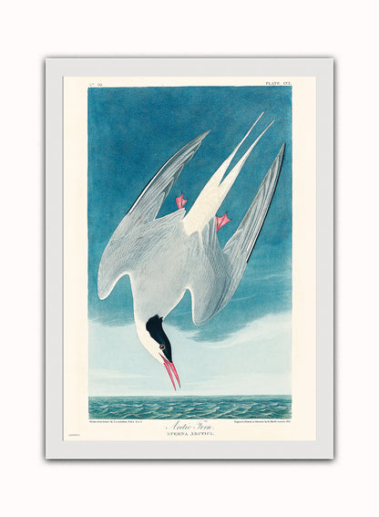 Natural History, Arctic Tern by John James Audubon, Vintage Animals Bird Art Print Poster Print – John James Audubon, Vintage Animals Bird Art Print Poster Vintage Poster Wall Art 50x70cm White Frame