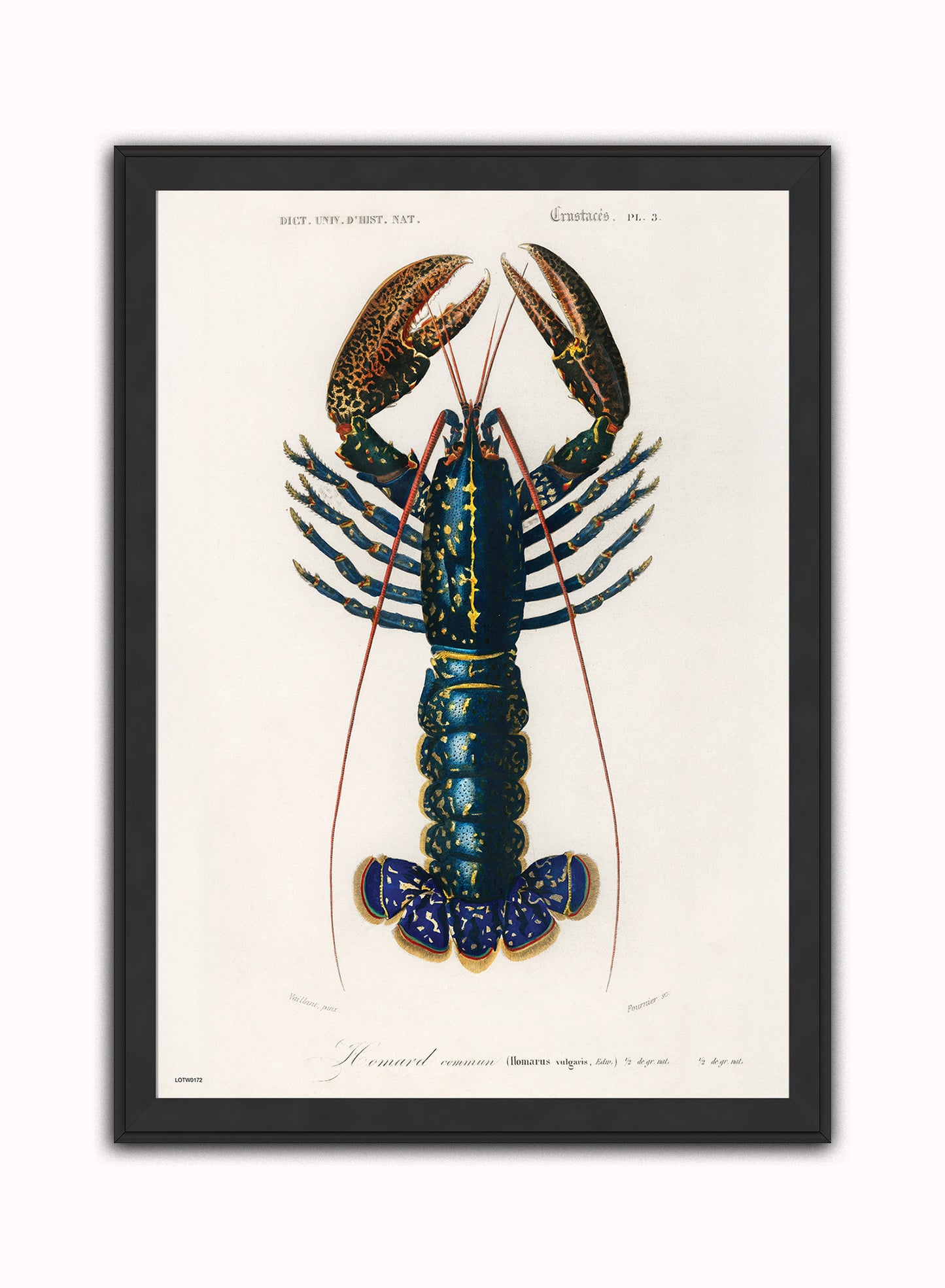 Natural History, European lobster by Charles Dessalines D'Orbigny, Vintage Animals Art Print Poster Print – Charles Dessalines D'Orbigny, Vintage Animals Art Print Poster Vintage Poster Wall Art 50x70cm Black Frame
