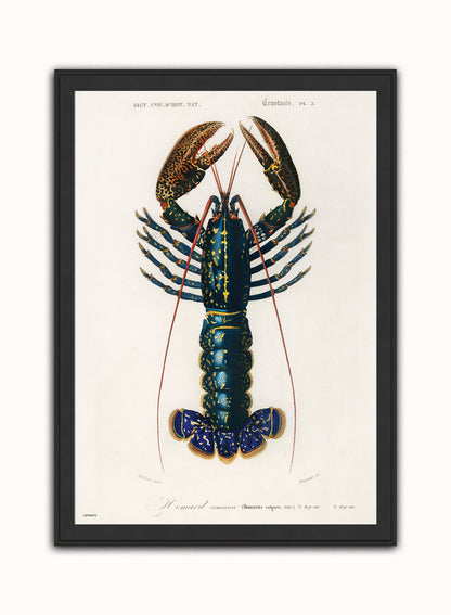 Natural History, European lobster by Charles Dessalines D'Orbigny, Vintage Animals Art Print Poster Print – Charles Dessalines D'Orbigny, Vintage Animals Art Print Poster Vintage Poster Wall Art 50x70cm Black Frame