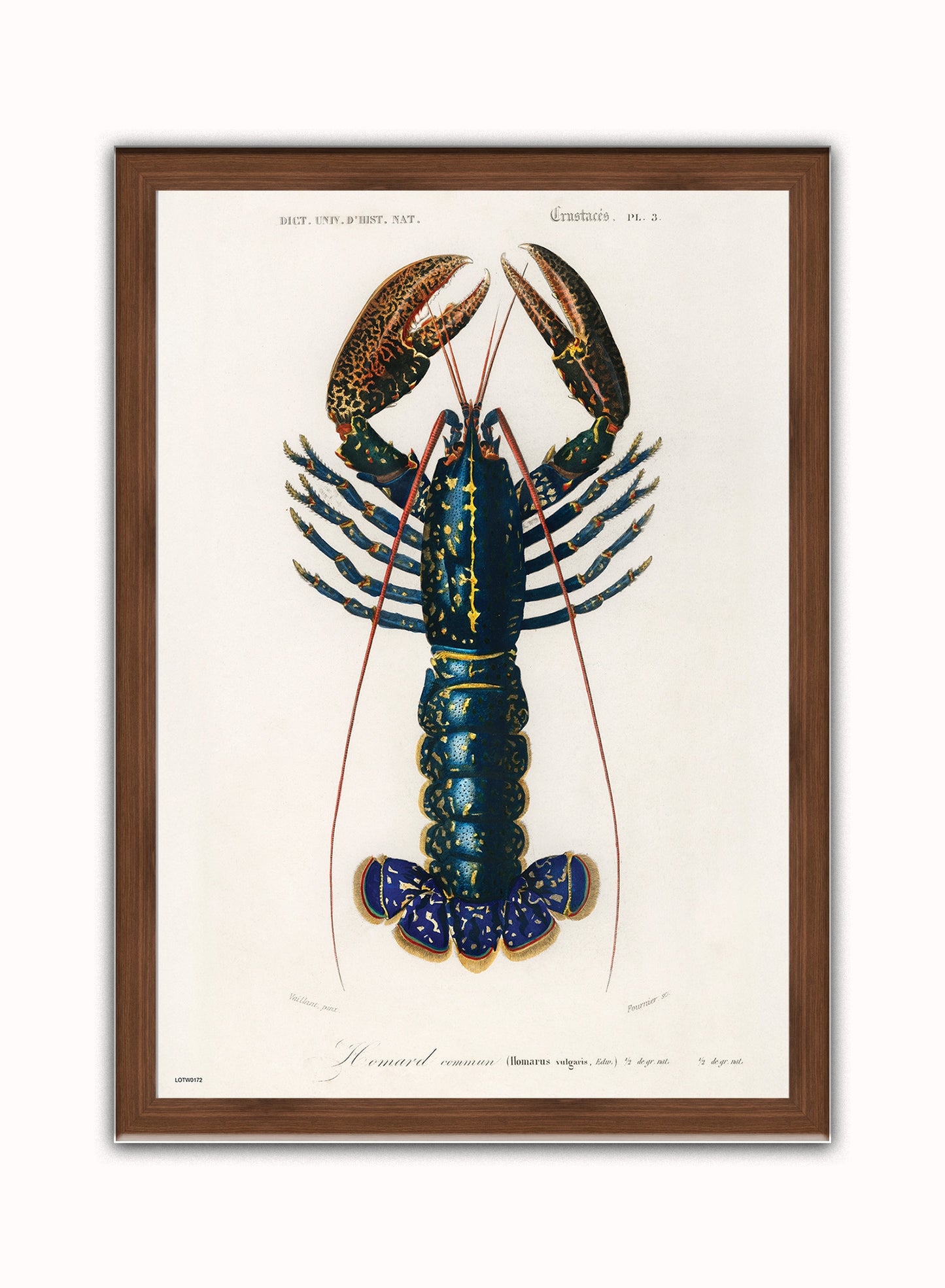 Natural History, European lobster by Charles Dessalines D'Orbigny, Vintage Animals Art Print Poster Print – Charles Dessalines D'Orbigny, Vintage Animals Art Print Poster Vintage Poster Wall Art 50x70cm Dark Wood Frame