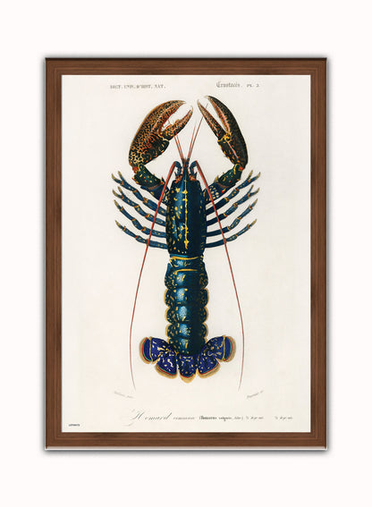 Natural History, European lobster by Charles Dessalines D'Orbigny, Vintage Animals Art Print Poster Print – Charles Dessalines D'Orbigny, Vintage Animals Art Print Poster Vintage Poster Wall Art 50x70cm Dark Wood Frame