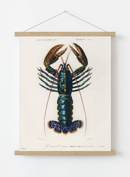 Natural History, European lobster by Charles Dessalines D'Orbigny, Vintage Animals Art Print Poster Print – Charles Dessalines D'Orbigny, Vintage Animals Art Print Poster Vintage Poster Wall Art 50x70cm Poster Hanger