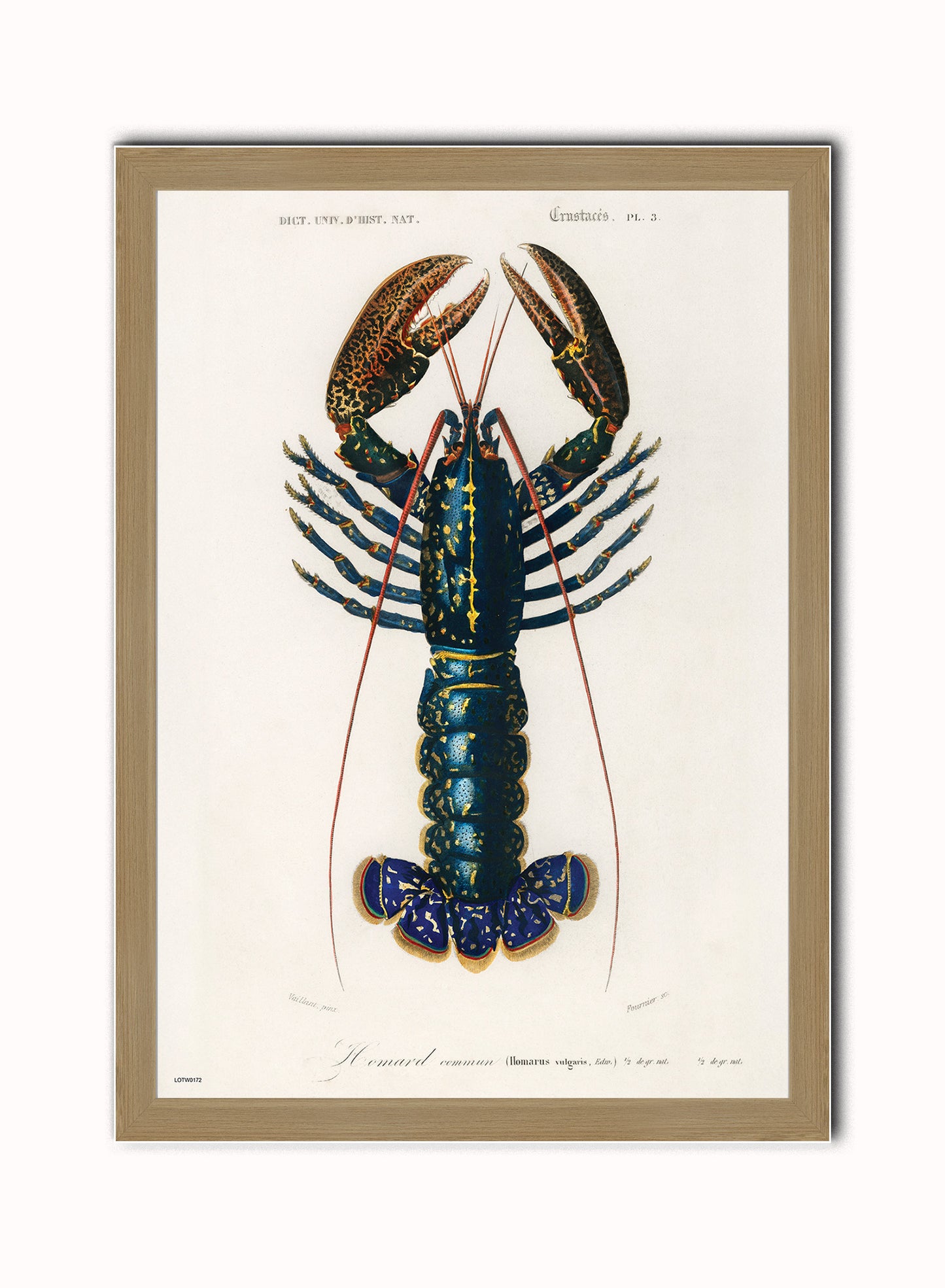 Natural History, European lobster by Charles Dessalines D'Orbigny, Vintage Animals Art Print Poster Print – Charles Dessalines D'Orbigny, Vintage Animals Art Print Poster Vintage Poster Wall Art 50x70cm Light Wood Frame