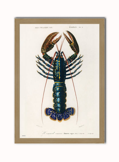 Natural History, European lobster by Charles Dessalines D'Orbigny, Vintage Animals Art Print Poster Print – Charles Dessalines D'Orbigny, Vintage Animals Art Print Poster Vintage Poster Wall Art 50x70cm Light Wood Frame