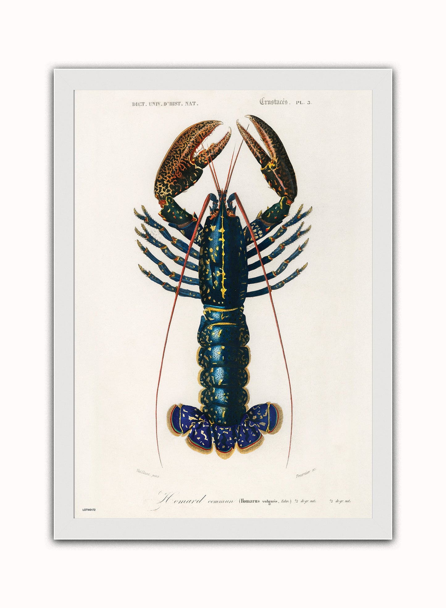 Natural History, European lobster by Charles Dessalines D'Orbigny, Vintage Animals Art Print Poster Print – Charles Dessalines D'Orbigny, Vintage Animals Art Print Poster Vintage Poster Wall Art 50x70cm White Frame