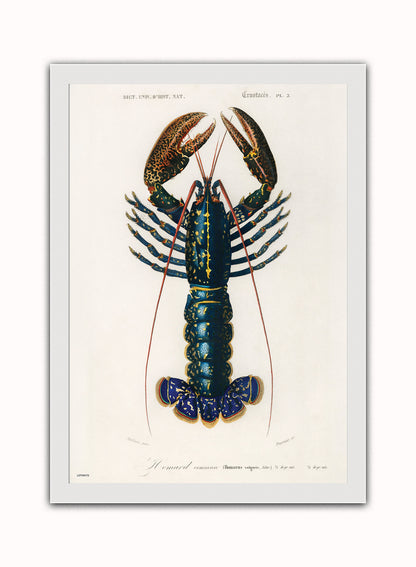 Natural History, European lobster by Charles Dessalines D'Orbigny, Vintage Animals Art Print Poster Print – Charles Dessalines D'Orbigny, Vintage Animals Art Print Poster Vintage Poster Wall Art 50x70cm White Frame