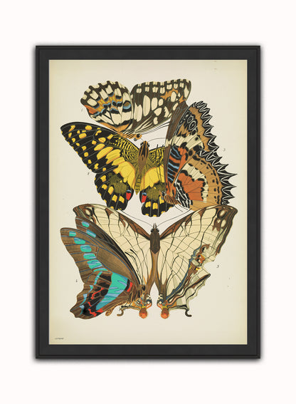 Art Deco Butterflies by Émile-Alain Séguy Art Deco Wall Art Print 50x70cm Black Frame