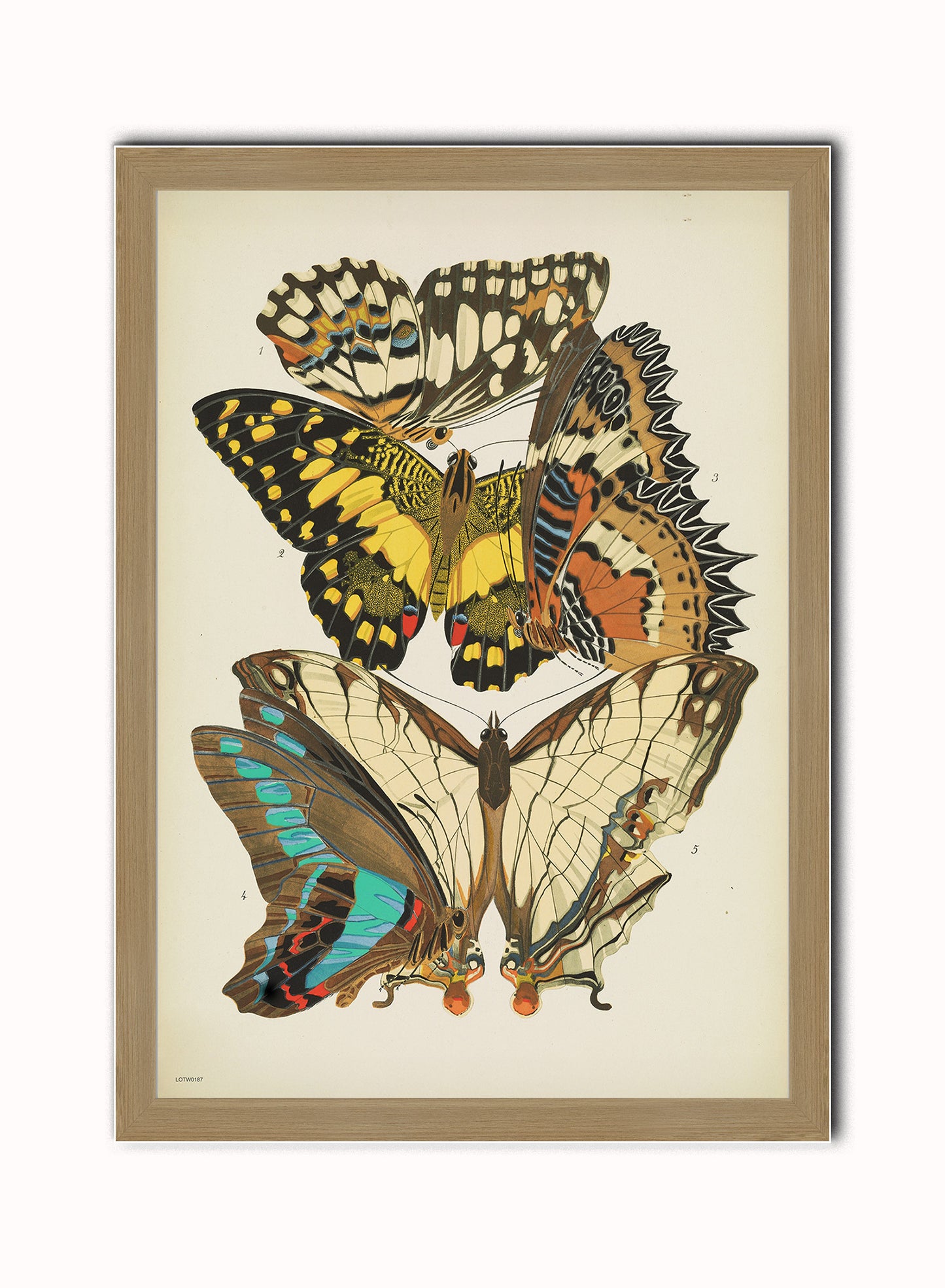 Botanical & Natural History Wall Art Set of 4 – Framed Vintage Prints 50x70cm