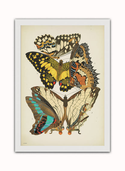 Art Deco Butterflies by Émile-Alain Séguy Art Deco Wall Art Print 50x70cm White Frame