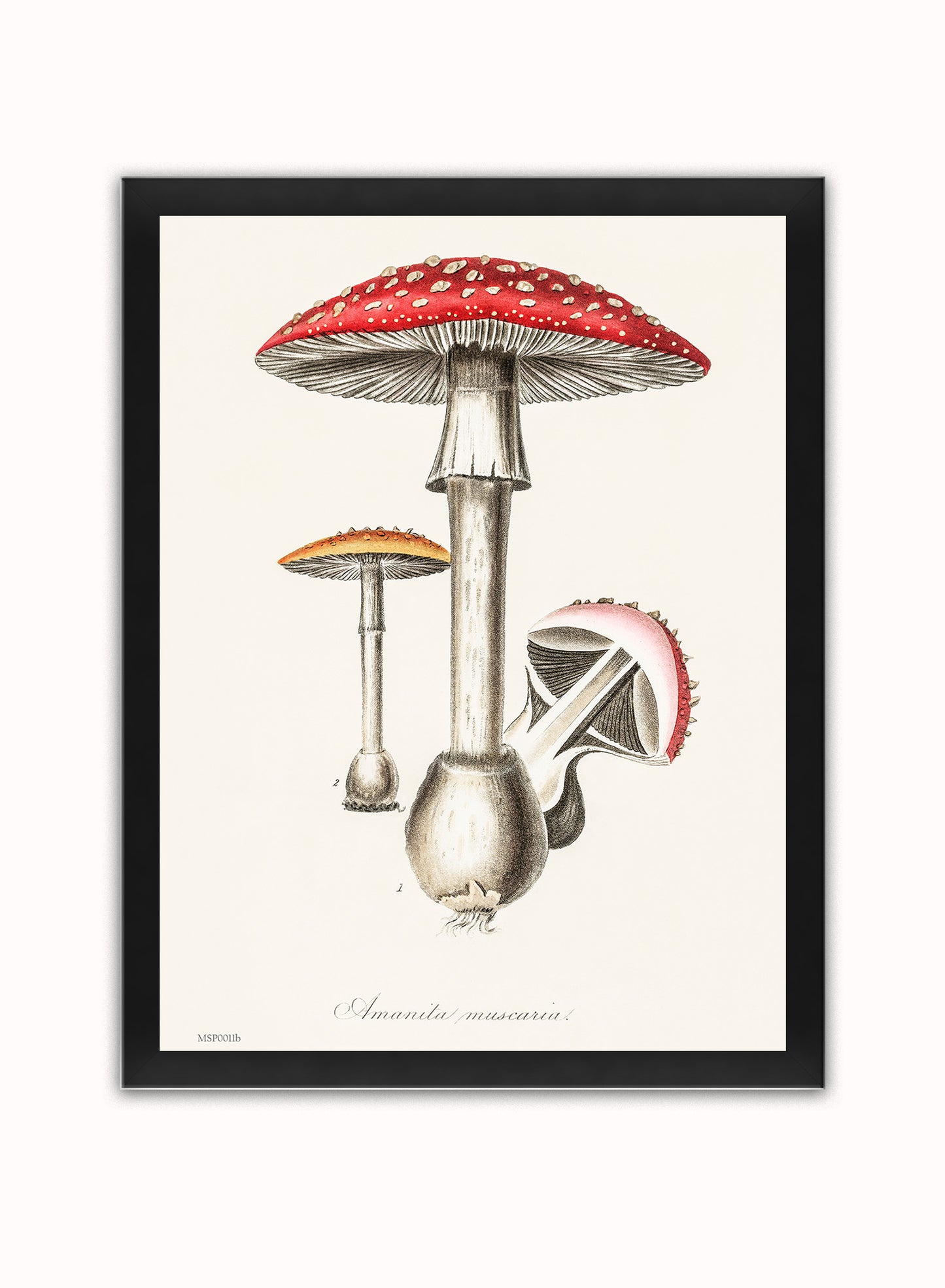 Amanita Muscaria Mushrooms Illustration Vintage Medical Botanicals Antique Art Print Botanical Wall Art Print 30x40cm Black Frame